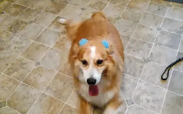 Affordable Pet Grooming in Independence, LA
