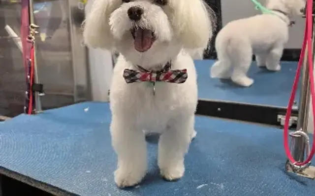 Live Laugh Lather Mobile Grooming in Augusta, GA