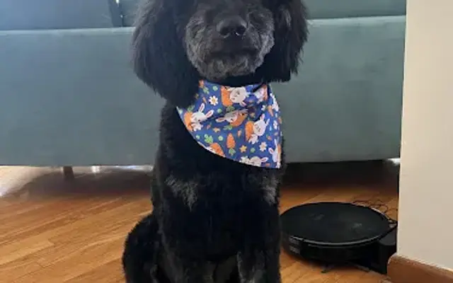 Shear Elegance Grooming in Scott, PA