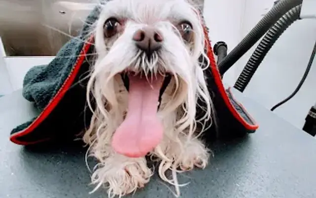Pooches & Pinups Mobile Pet Grooming in Folsom, CA