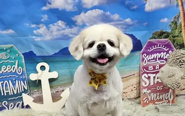 Karens Home Grooming in Surprise, AZ