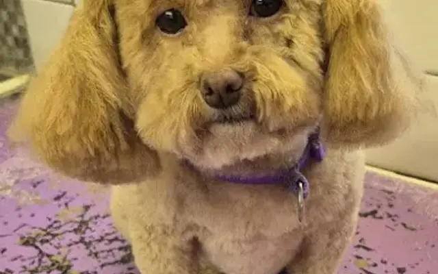 The Woof Wag'n Mobile Grooming in Barnegat, NJ
