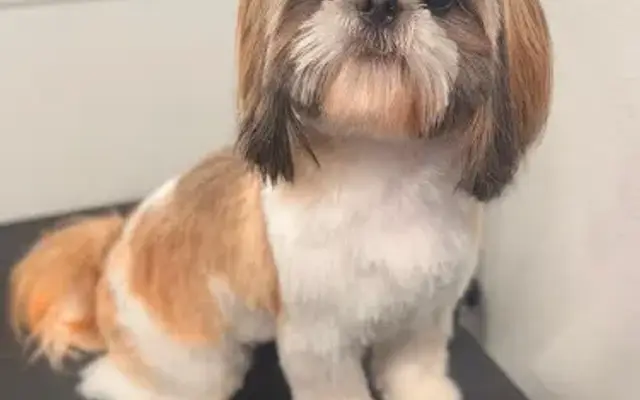 Milo and Co Pet Services in Orlando, FL