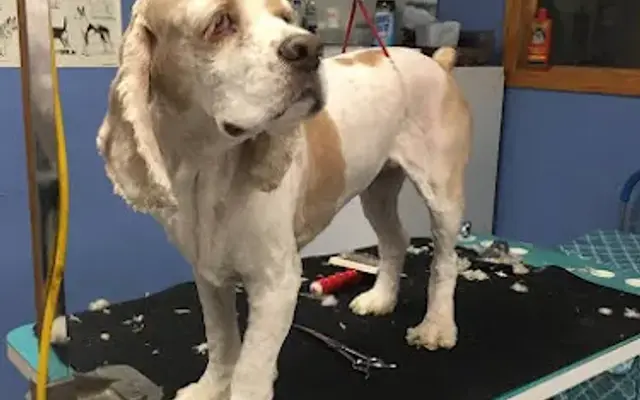 Cutting Edge Pet Spa in Stillwater, MN