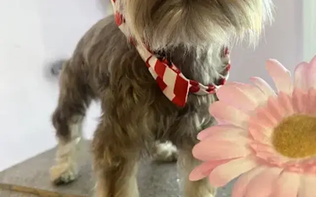 Sam's J-Town Pet Salon in Louisville, KY