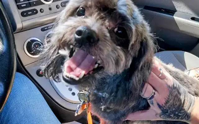 Love Your Pets Grooming in Ticonderoga, NY