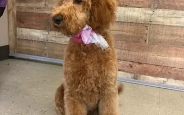 Waggin' Tails Pet Spa in Bunn, NC