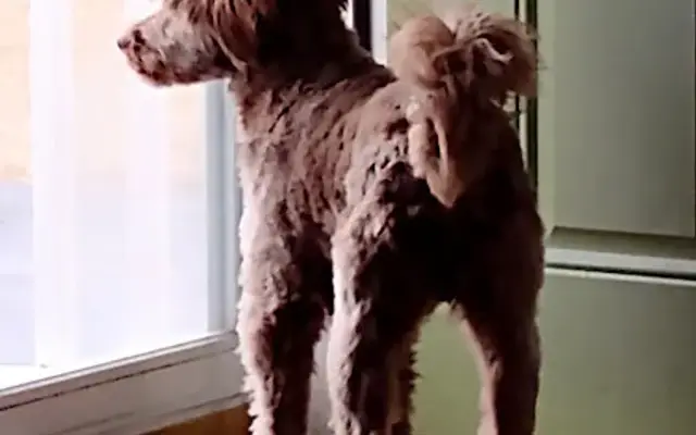 Jet Set Pet Salon in Windsor Locks, CT