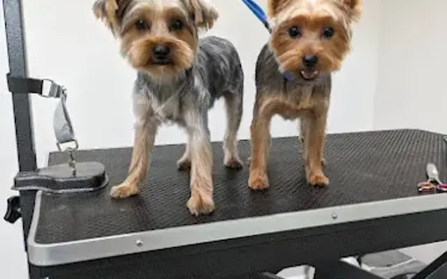 Nails To Tails Pet Care & Grooming in Egg Harbor City, NJ