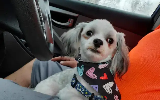 Canine Clips in Sevierville, TN
