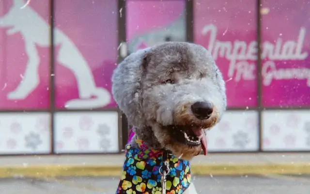 Imperial Pet Grooming in Kissimmee, FL