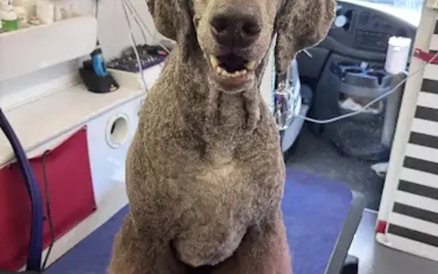 Classy Canine Clips MOBILE Dog Grooming in Charlotte, NC