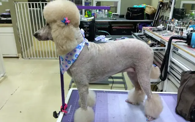 Petastic pet grooming by Sharon in Perris, CA