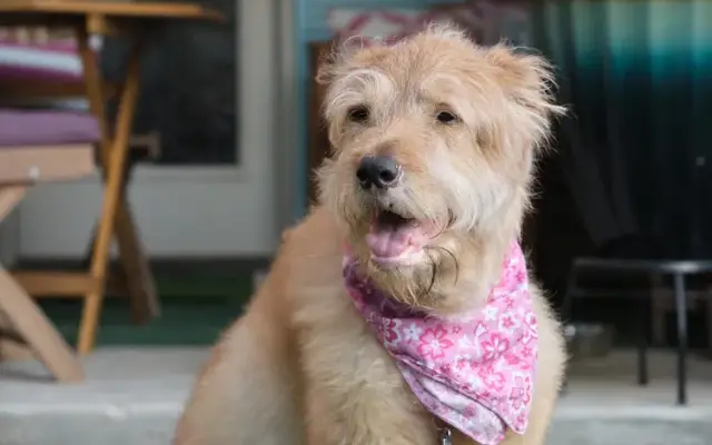 Daphne’s Pet Pampering in Bedford, TX