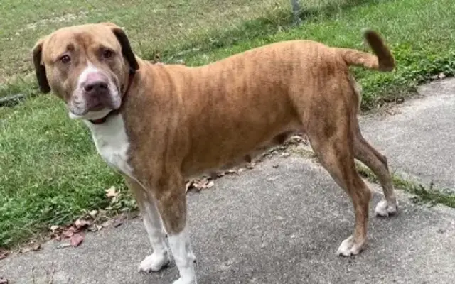 Happy Tails Kennel in Freehold, NJ