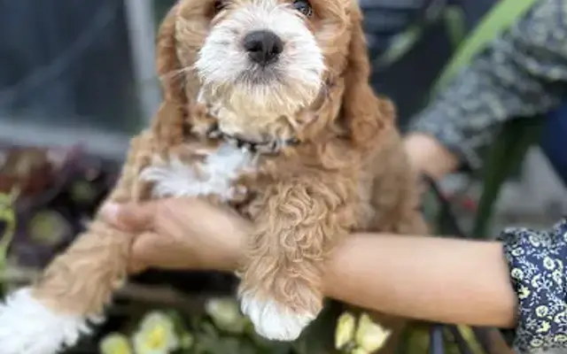 Prestige Pet Grooming in Monterey, CA