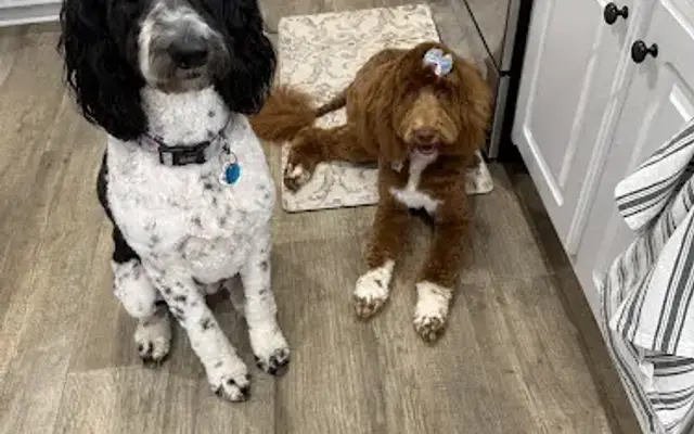 Fluff Hut Grooming in Jefferson, GA