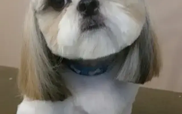 Creative Dog Grooming in Palm Desert, CA