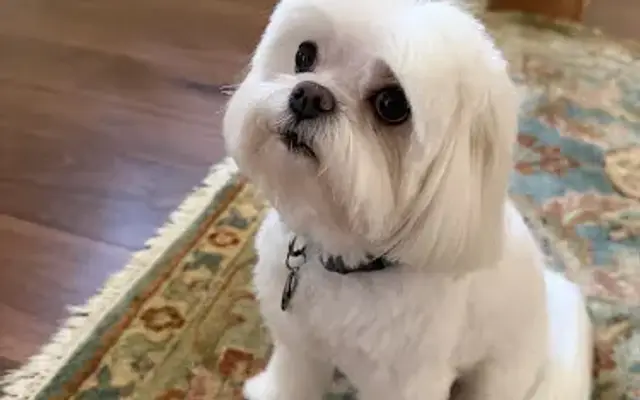 Pup Town Spaw: Mobile Pet Grooming in Alamo Heights, TX