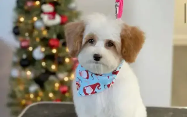 soflo pet grooming llc in Hialeah, FL