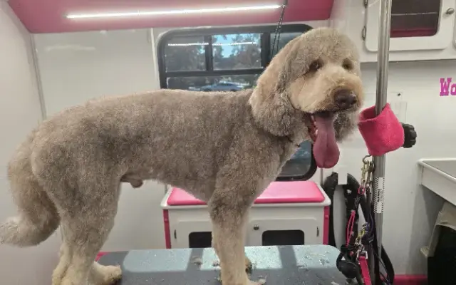 Military pups grooming service in Fayetteville, NC