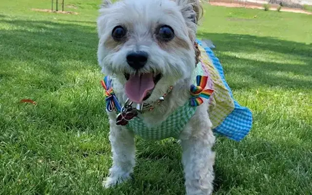 Pups n style grooming in Sylmar, CA
