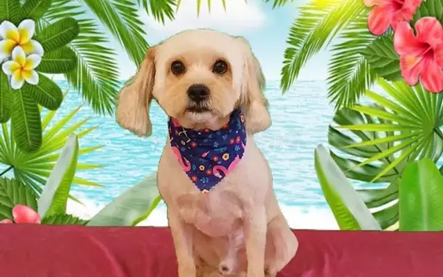 The Barkfontaine in Bellefontaine, OH
