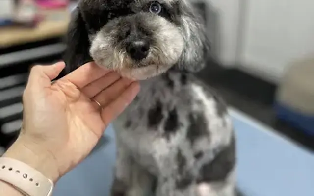 Sarah’s Premium Grooming in Yuba City, CA