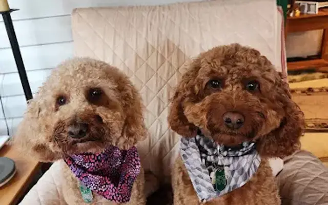Fur Ever Friends Dog Grooming in Montoursville, PA