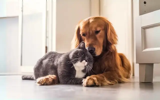 All Paws Shop and Give in Dallas, TX