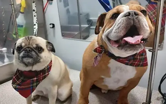 Dog Grooming in San Diego, CA