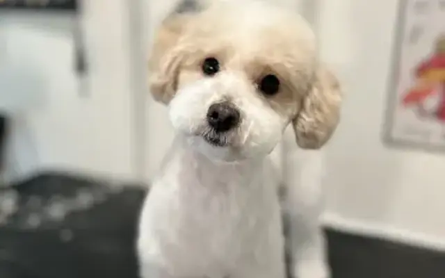 The Birds Nest Pet Spa in Albemarle, NC