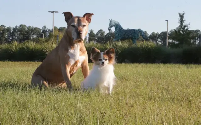 Animal Medical Center in Rockdale in Cairo, GA