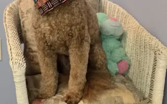 Adorable Doggie Grooming in Inverness, FL