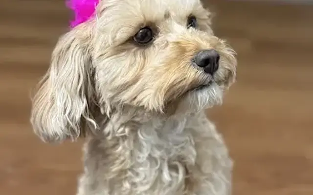 Groomed.By.Riss in Troy, IL