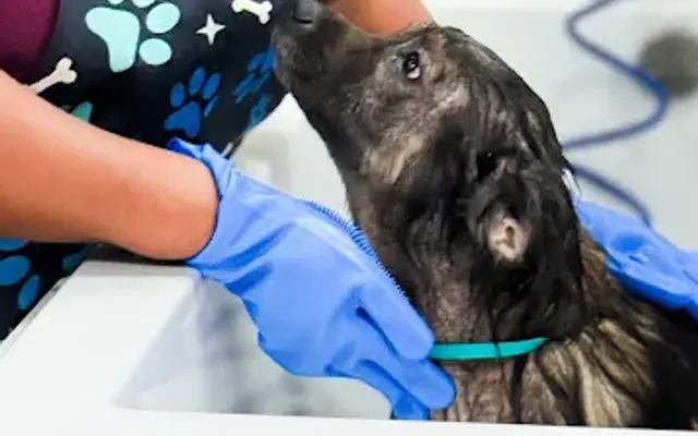 Laundromutt Self-dog wash and spa in San Antonio, TX