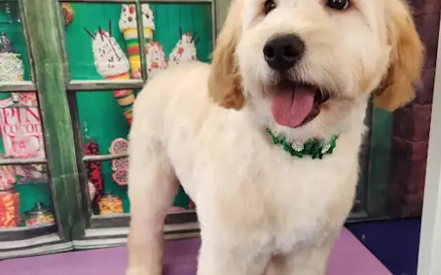Bayberry Grooming in Tracy, CA