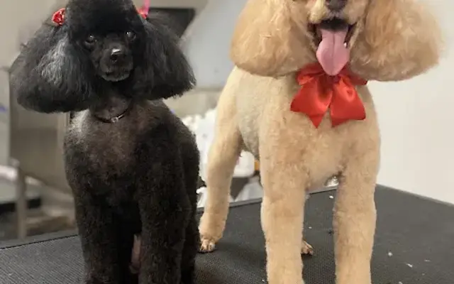 Twisted Tails Pet Spa in Elizabeth City, NC