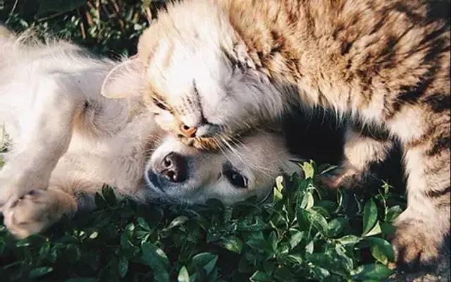Love & Lavish Pet Spa in McKinleyville, CA
