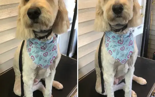 SAMMAR's Legacy Dog Grooming, Inc. in Islip Terrace, NY