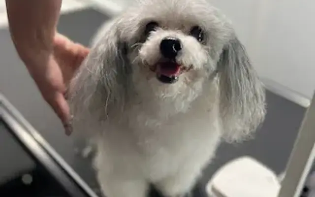 East San Fernando Mobile Pet Grooming in Panorama City, CA