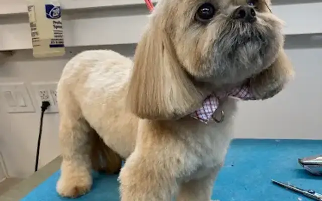 Golden Paw Mobile Spa in Corona, CA