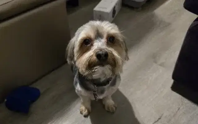 Rover Makeover Grooming in Douglasville, GA
