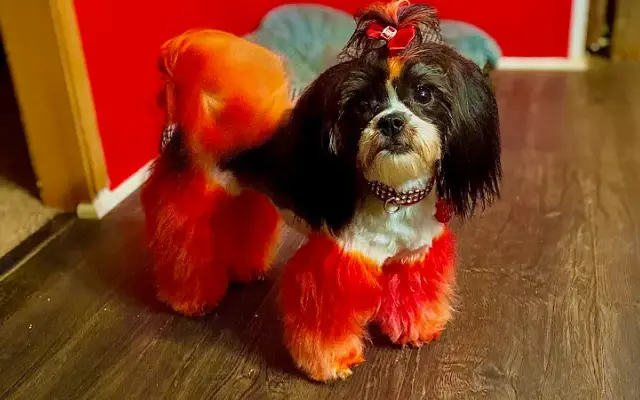 Gentle Care Dog Grooming LLC in Locust Grove, GA