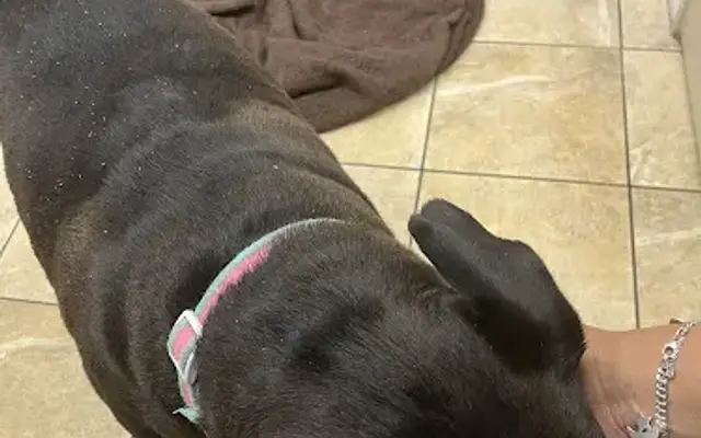 East Lake Veterinary Hospital in Dallas, TX