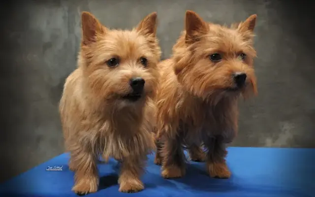Hush Puppy's Dog Care in Mount Joy, PA