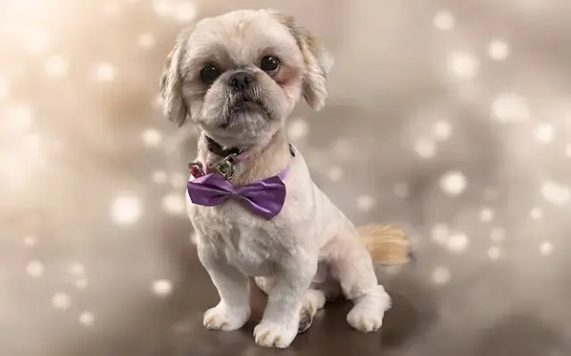 Wiggle Butts Grooming Pet Salon in Jackson, GA