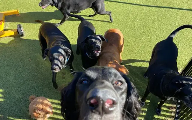 Park Your Paws - Boarding, Grooming, Day Camp in Johnson City, TN