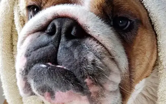 At Your Bark and Paw Mobile Pet Grooming in Dallas, TX