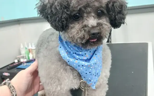 Pet Supplies Plus Fate Grooming in Fate, TX
